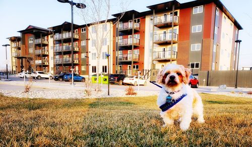 Dog in front of buildings