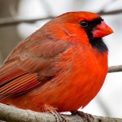 Close-up of bird perching on red outdoors