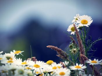 Close-up of daisy flowers on field