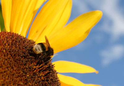 Close-up of bee pollinating on yellow flower