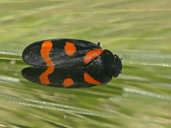 Close-up of butterfly