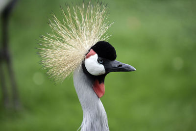 Close-up of gray crowned crane