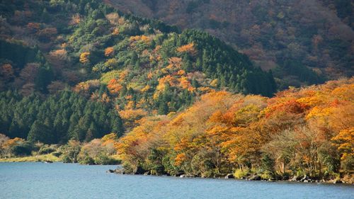 Scenic view of forest during autumn