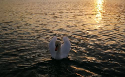 Swan floating on lake during sunset