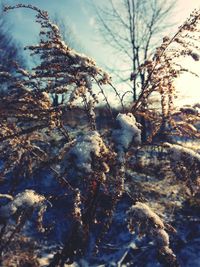 Close-up of bare trees against sky during winter