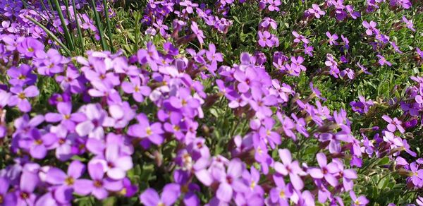 Close-up of purple flowering plants