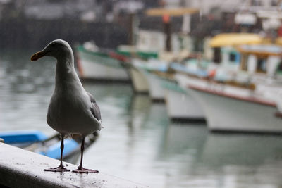 Seagull perching on a boat