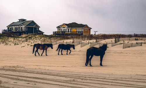 Horses standing in front of house against sky