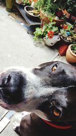 Close-up of dog with hand