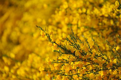 Close-up of yellow flowering plant