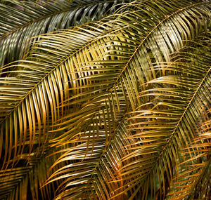 Full frame shot of palm leaves