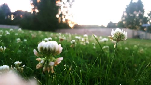 Close-up of flowers blooming in field