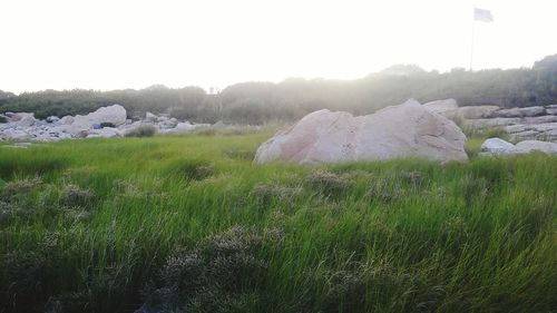 Rocks on grassy field