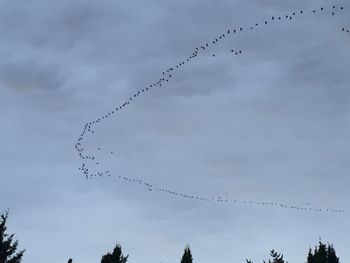 Low angle view of birds flying against sky