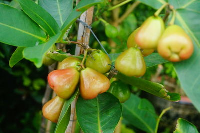 Close-up of fruit growing on plant