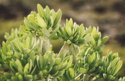 Close-up of cactus growing on field