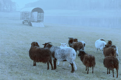 Flock of sheep on snow covered land