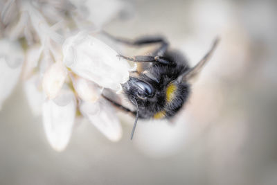 Close-up of insect