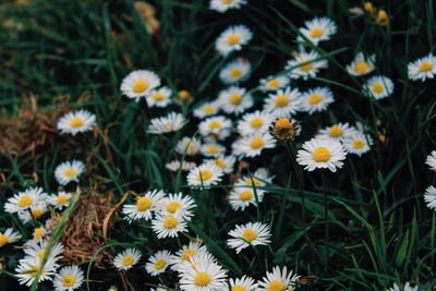 High angle view of daisies on field