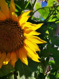 Close-up of sunflower