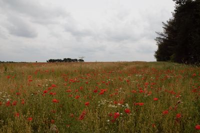 Scenic view of poppy field against cloudy sky