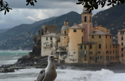 Seagull on beach against buildings