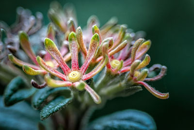 Close-up of flower