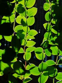 Close-up of green leaves