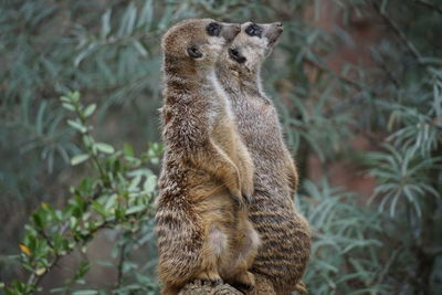 Meerkats outdoors