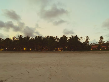 Palm trees on field against sky at sunset