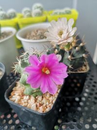 High angle view of pink flower in pot