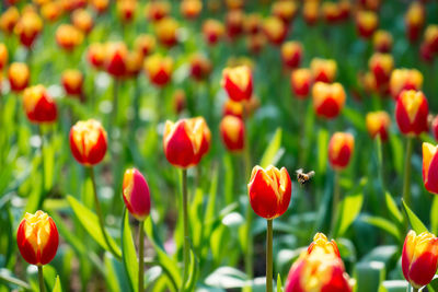 Close-up of red tulips on field