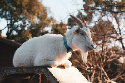 Side view of a sheep on tree