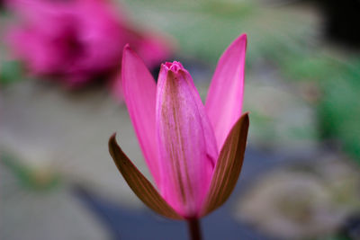 Close-up of pink lotus water lily