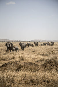 Elephants on field against sky