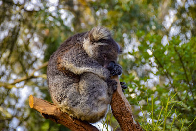 Low angle view of a squirrel on tree