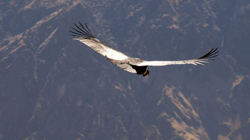 Low angle view of eagle flying against sky