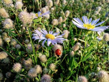 High angle view of purple flowering plant on field