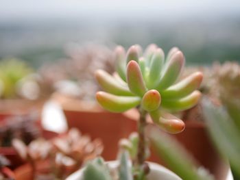 Close-up of flowering plant