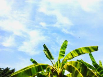 Low angle view of plants against sky