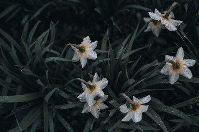 Close-up of white flowering plant