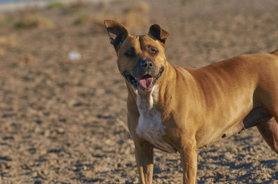 Portrait of dog standing on field