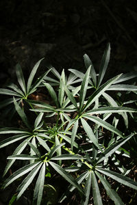 High angle view of plant growing on field