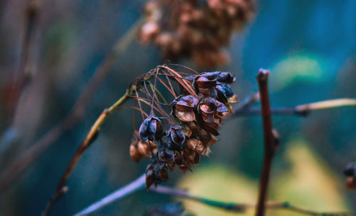 Close-up of wilted plant