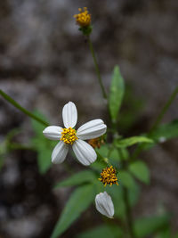 Close-up of white flowering plant