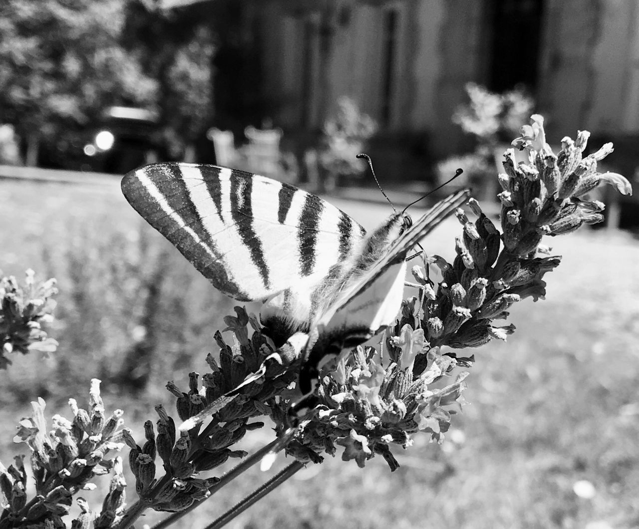 CLOSE-UP OF BUTTERFLY PERCHING ON FLOWER