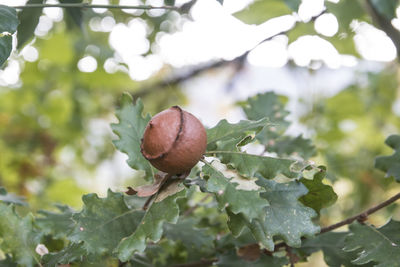 Close-up of berries growing on tree