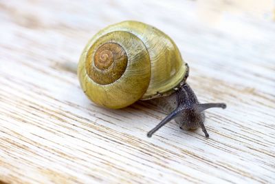 Close-up of snail on wooden table