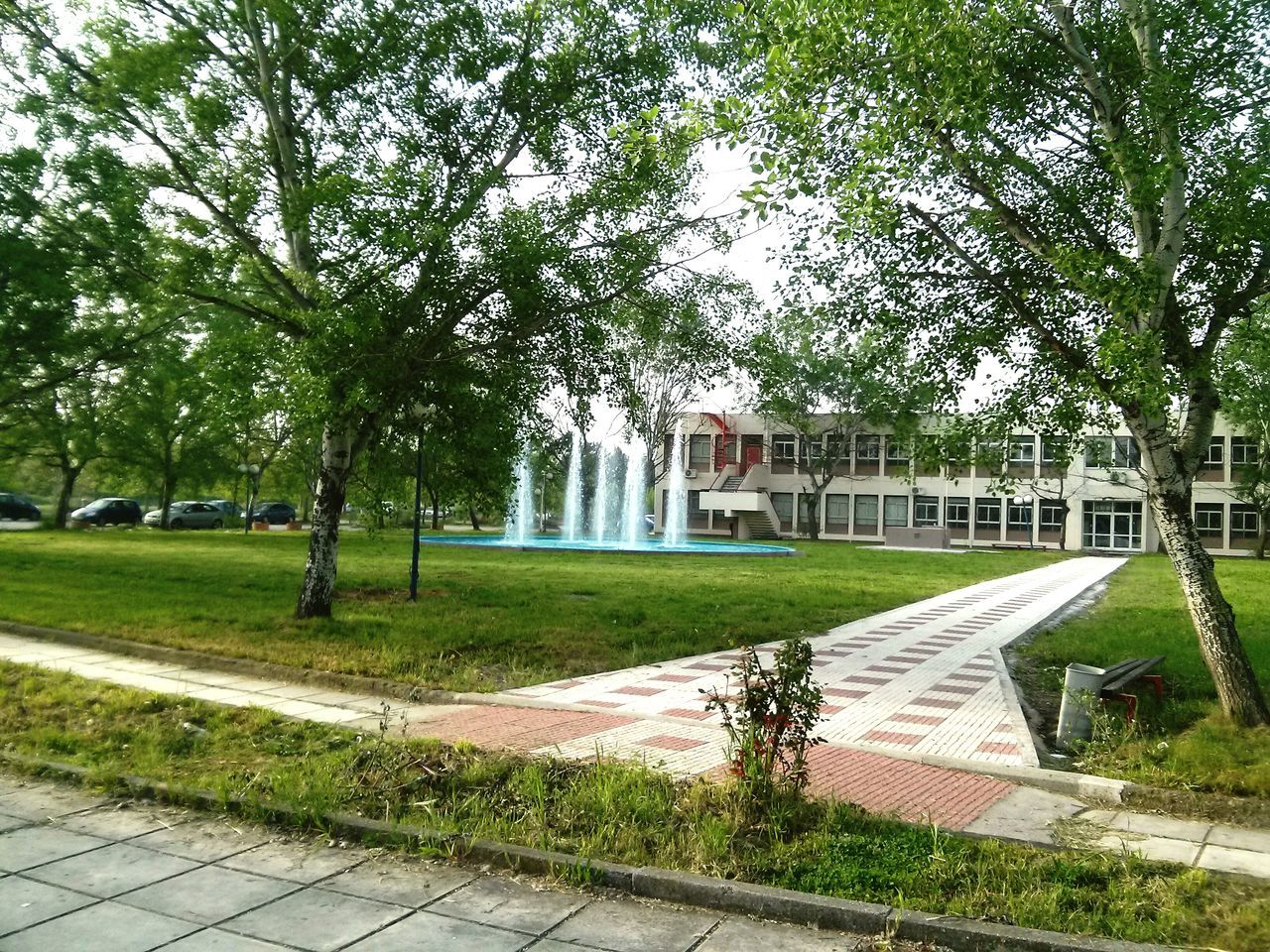 tree, grass, building exterior, built structure, architecture, green color, growth, footpath, house, nature, day, the way forward, sunlight, sky, empty, outdoors, field, park - man made space, plant, no people