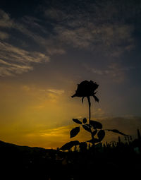 Low angle view of silhouette plant against sky during sunset